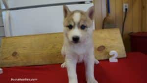 luna-husky-puppy-female-2-5-weeks
