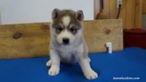 luna-husky-puppy-male-1-5-weeks