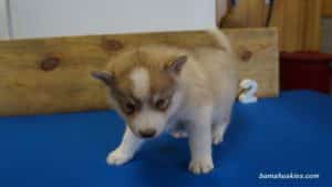 luna-husky-puppy-male-2-5-weeks