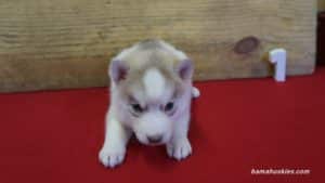 Red and white husky puppy for sale