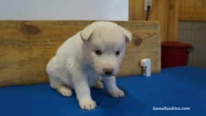 White husky puppy with blue eyes for sale