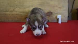 Husky Puppy