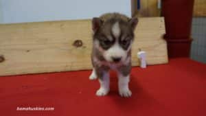 nala-husky-puppy-female-1-5-weeks