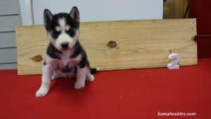 nala-husky-puppy-female-2-5-weeks