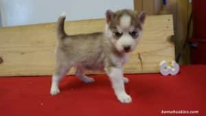 nala-husky-puppy-female-3-5-weeks
