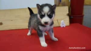 nala-husky-puppy-female-4-5-weeks