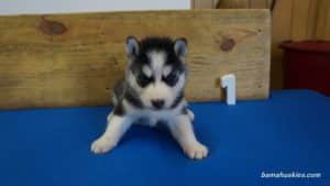 nala-husky-puppy-male-1-4-weeks