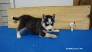 nala-husky-puppy-male-1-5-weeks