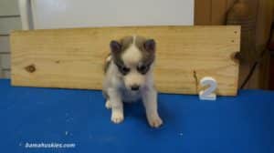 nala-husky-puppy-male-2-5-weeks