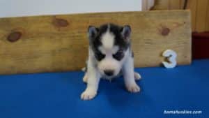 nala-husky-puppy-male-3-4-weeks