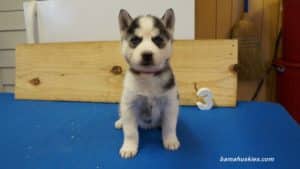 nala-husky-puppy-male-3-5-weeks