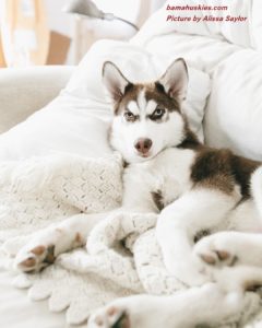 red and white Siberian husky