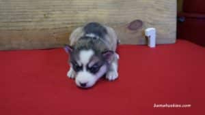 husky puppy