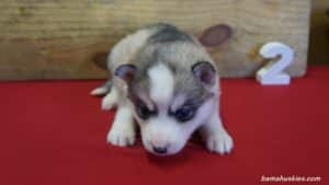 Grey and White Husky puppy