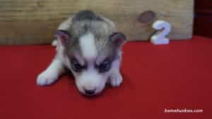 Siberian husky puppy