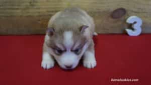 Red and white husky puppy for sale