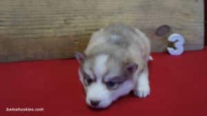 willow-husky-puppy-female-3-at-5-weeks