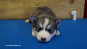 Siberian husky puppy for sale