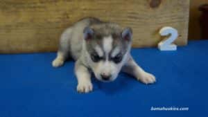 Husky Puppy For Sale