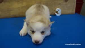 Red and white husky puppy for sale