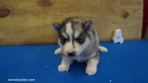 Grey and White Husky puppy