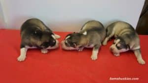 Husky Puppy For Sale