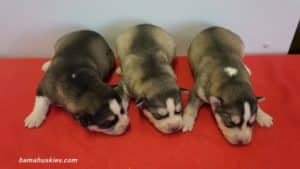 Black and White husky puppy for sale