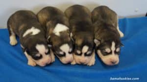 Grey and White Husky puppy