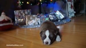 chocolate husky puppy