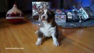 Siberian husky puppy