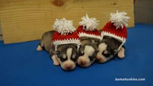 Siberian husky puppies