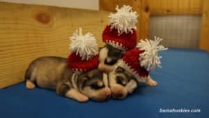 Siberian husky puppies