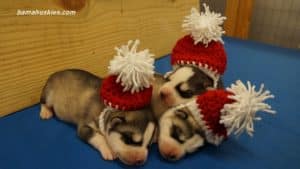 husky puppies