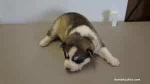 husky puppy for sale