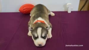 Siberian husky puppy for sale