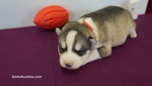Siberian husky puppy for sale