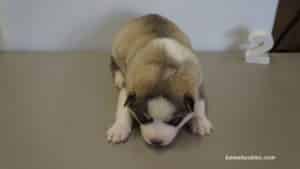 Siberian husky puppy