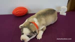 Siberian husky puppy for sale