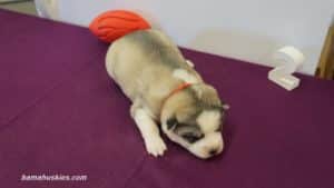 Siberian husky puppy for sale