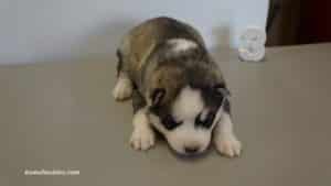 huskies