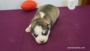 Siberian husky puppy for sale