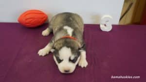 Siberian husky puppy for sale