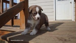 Red and white husky puppy for sale