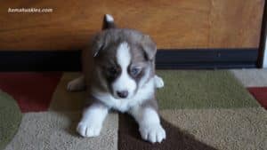 Husky Puppy