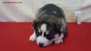Husky Puppy For Sale