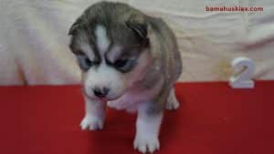 Grey and White Husky puppy
