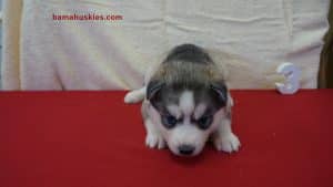 Black and White husky puppy for sale