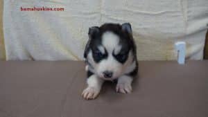 husky puppy
