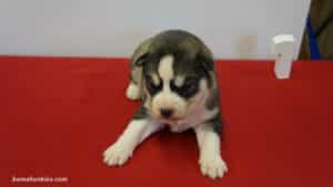 Siberian husky puppy for sale