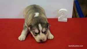 Grey and White Husky puppy